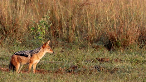 jackal listens carefully, reacting to distant sound in wild african landscape