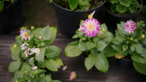 plantas con flores rosadas frescas en invernadero