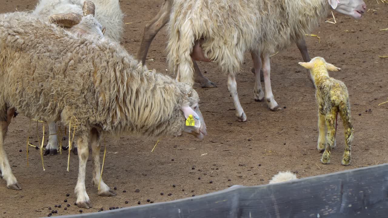 Close-up of a flock of sheep with a ram, ewes and a newborn lamb learning to walk amongst them