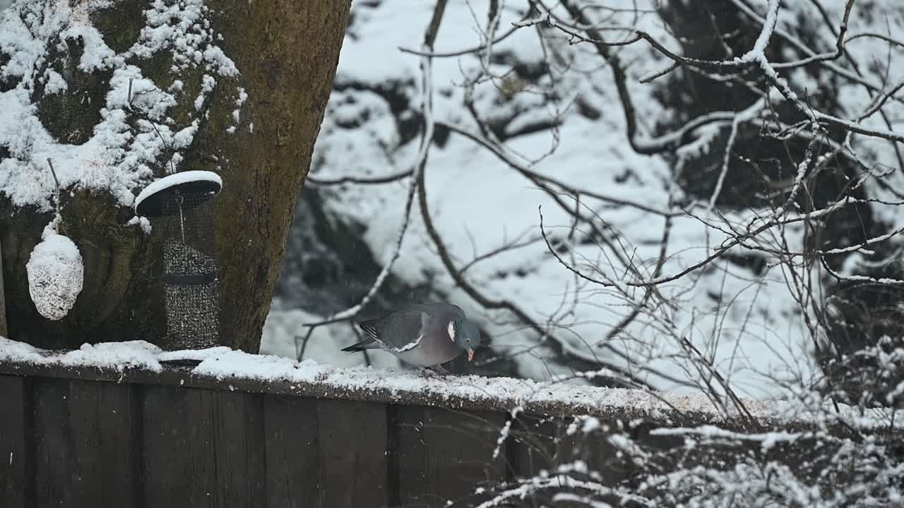 Common wood pigeon eats bird seeds on fence in snow near feeder and river, slow motion handheld