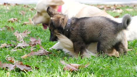 puppy playing with golden retriever