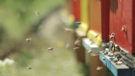 Beekeping-apiculture-concept,-side-shot-of-bee-keeping-in-an-apiary-with-no-people