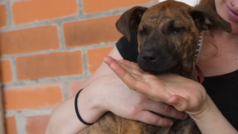 cachorro con pelaje atigrado jugando en el regazo