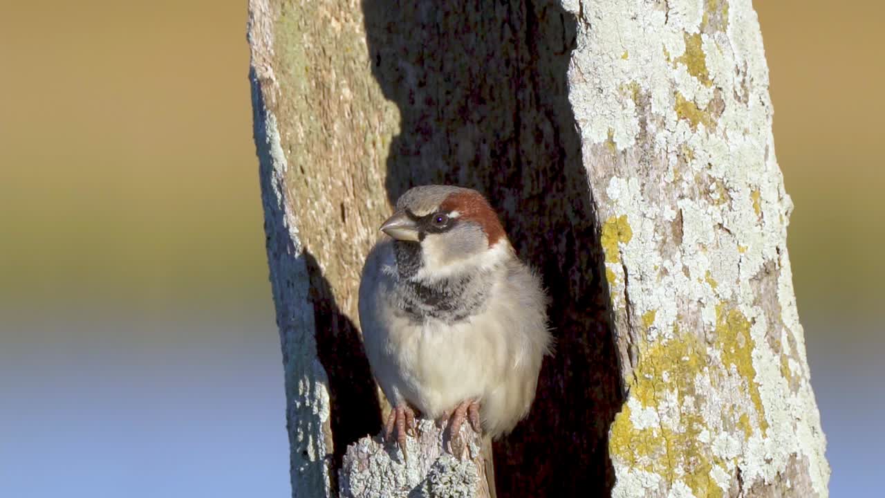 primer plano de un gorrión doméstico sentado en un árbol muerto y volando lejos