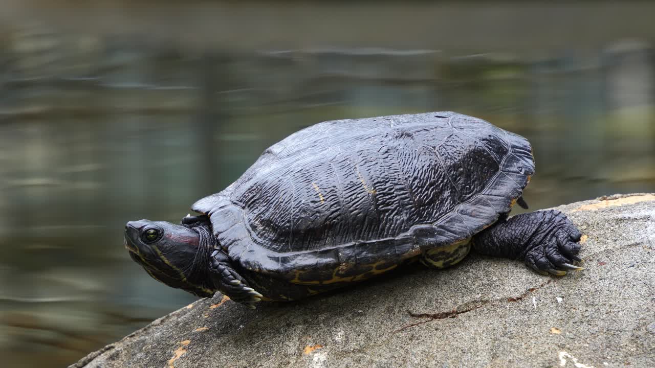 tortuga deslizante de orejas rojas, trachemys scripta elegans avistada descansando junto al estanque, tomando el sol en la roca de la orilla del lago contra el fondo de agua ondulada, fotografía de cerca