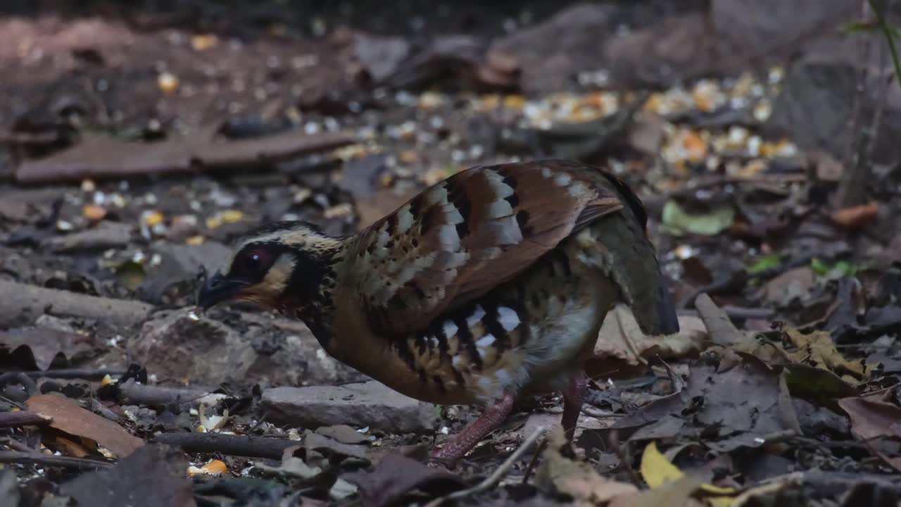 왼쪽을 바라보는 숲에서 먹이를 찾는 동안 다람도 배경에서 볼 수 있습니다, 바-backed partridge arborophila brunneopectus, 태국