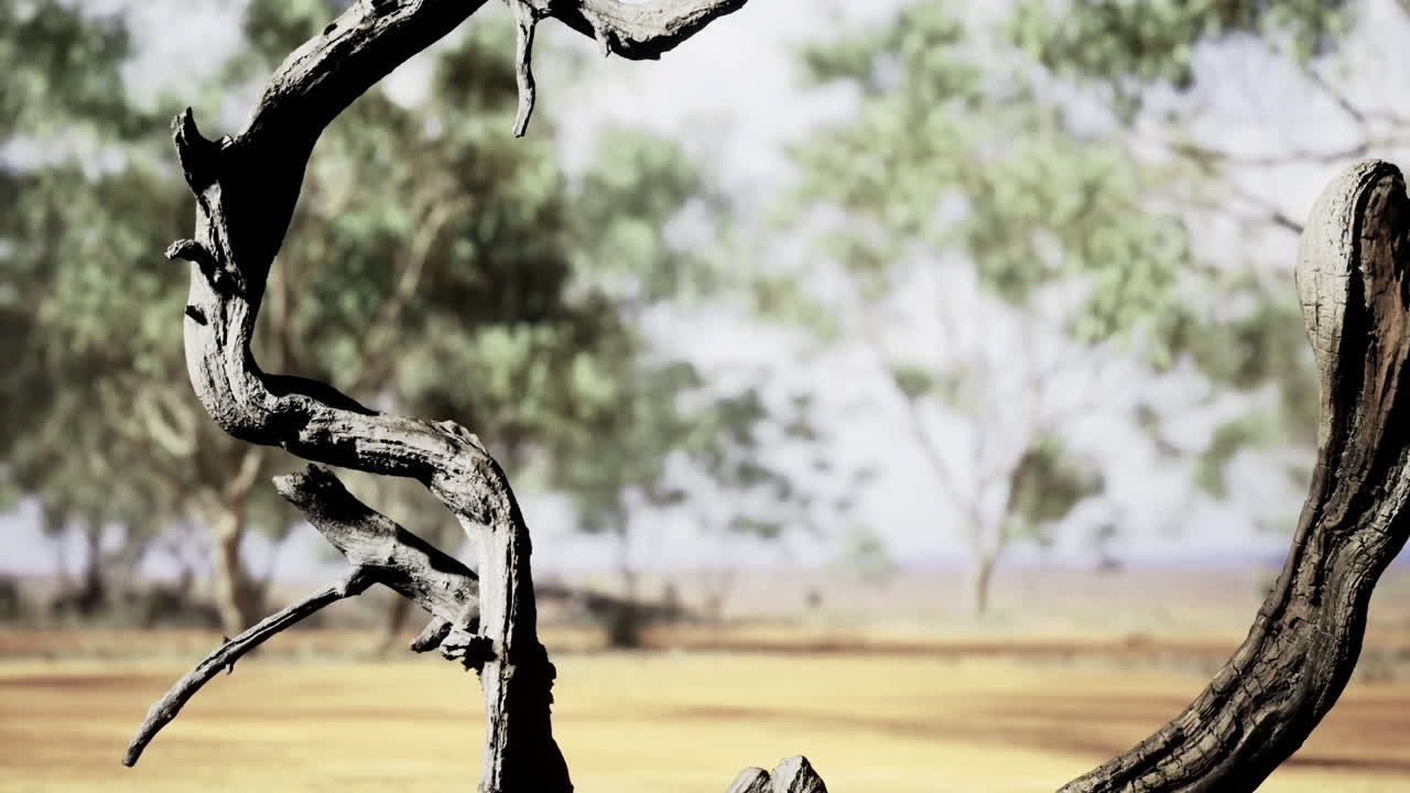 Natural arch framed by twisted branches in a tranquil landscape