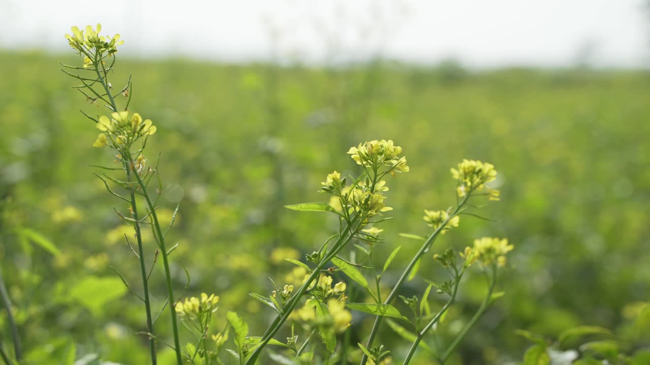 flores de mostaza están floreciendo en el vasto campo