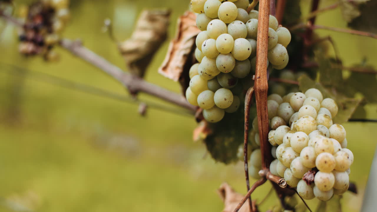 잘 익은 포도 포도원 가을 포도주 생산 1