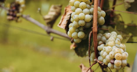 Uvas-Maduras-Viñedo-Otoño-Producción-De-Vino-1