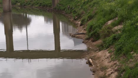 Drohnenaufnahme-Eines-Alligators-Am-Ufer-Des-Buffalo-Bayou-In-Der-Nähe-Der-Innenstadt-Von-Houston