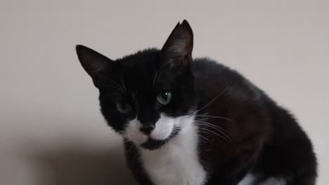 close up of tuxedo cat, bicolor domestic cat with white and black coat isolated in white background - close up