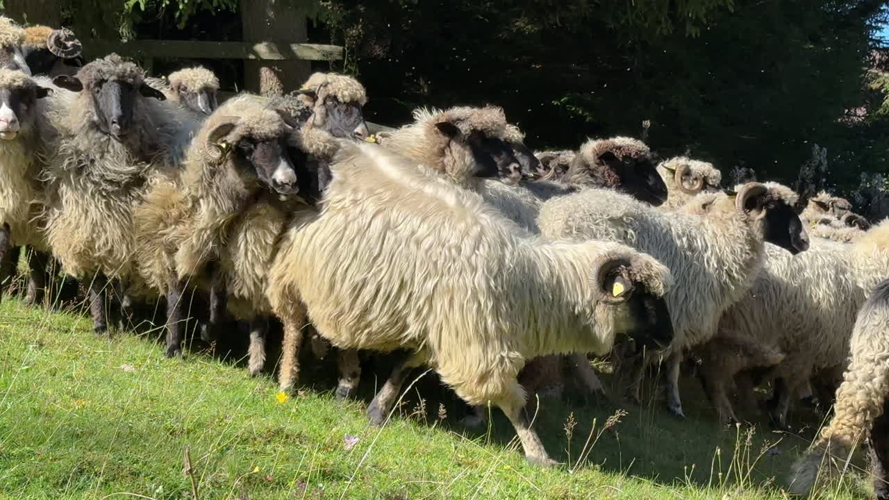 Flock of sheep runs across sunny pasture as camera pans to reveal herding dog among livestock