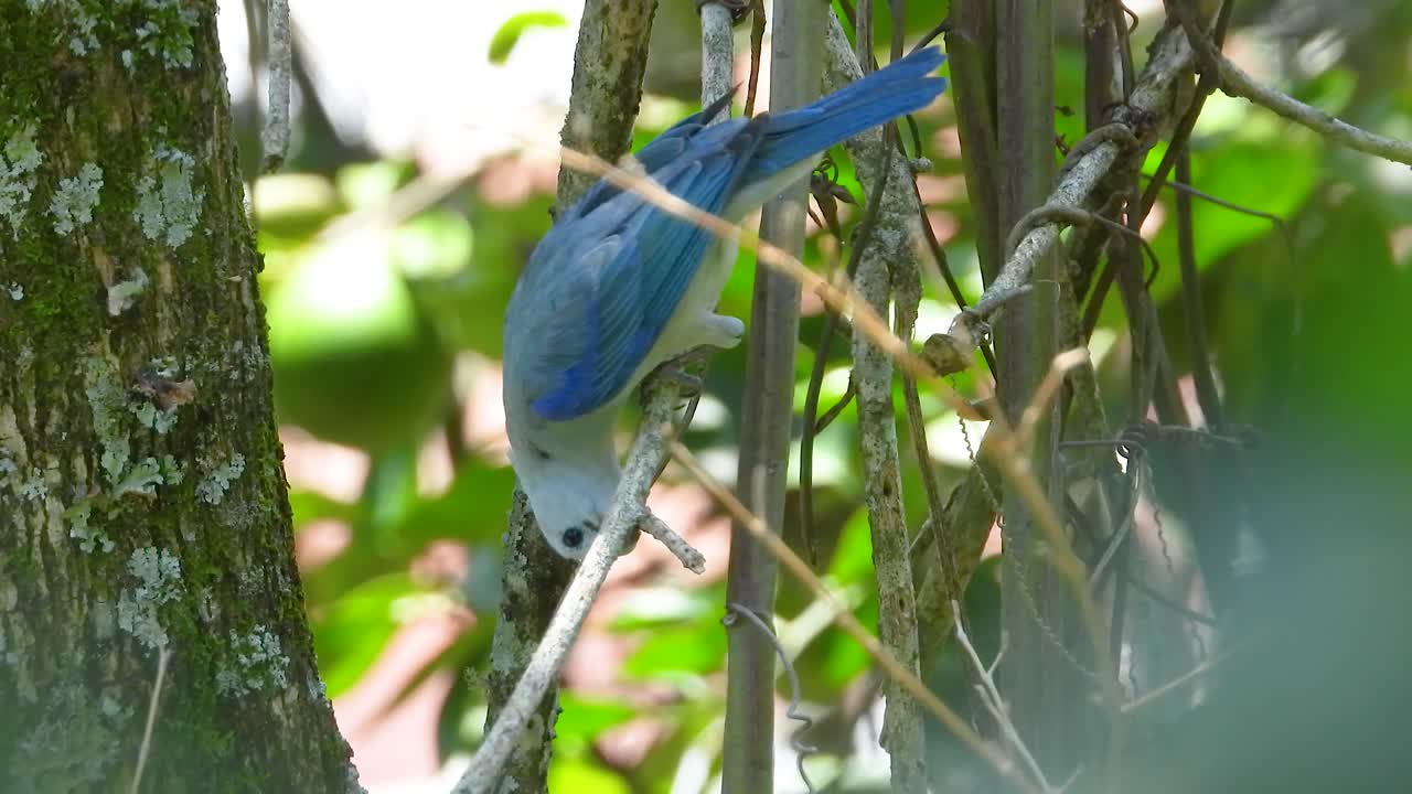 pájaro tanager gris azul en el bosque amazónico de américa del sur