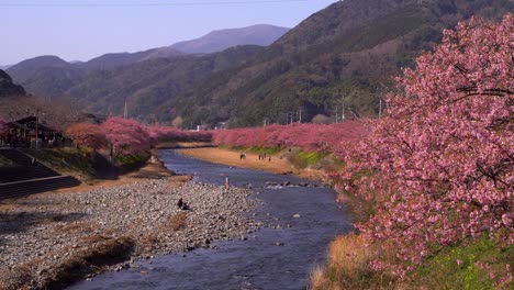 vista superior sobre el amplio cauce del río con montañas como telón de fondo y árboles de sakura