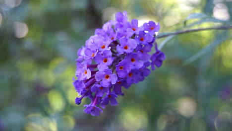 macro shot of purple butterfly bush blossoms