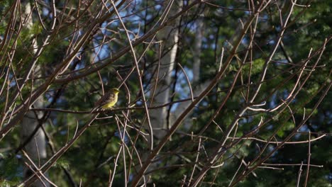 A-bird-is-sitting-on-a-tree