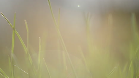 close-up view of blades of grass in sunlight