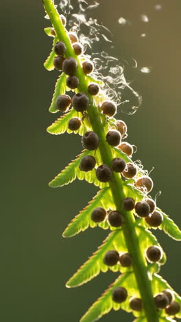close-up of fern spores and fronds