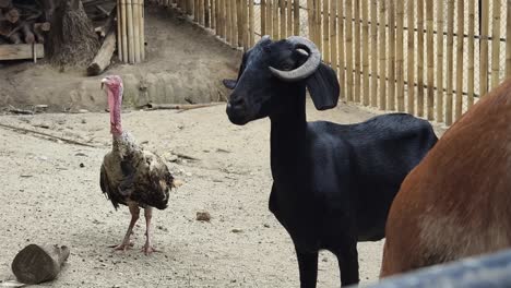 goat and turkey in a zoo enclosure