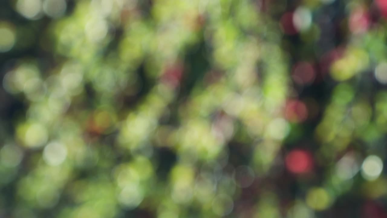 fondo de movimiento de bokeh de bosque abstracto