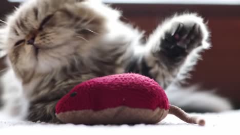 a playful cat engaging with a plush toy: capturing the joyful moments of feline fun and relaxation in two charming frames