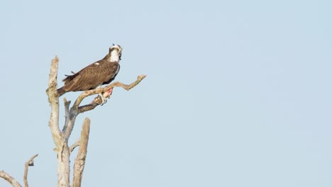 osprey raptor bird on treetop with fish caught in talons