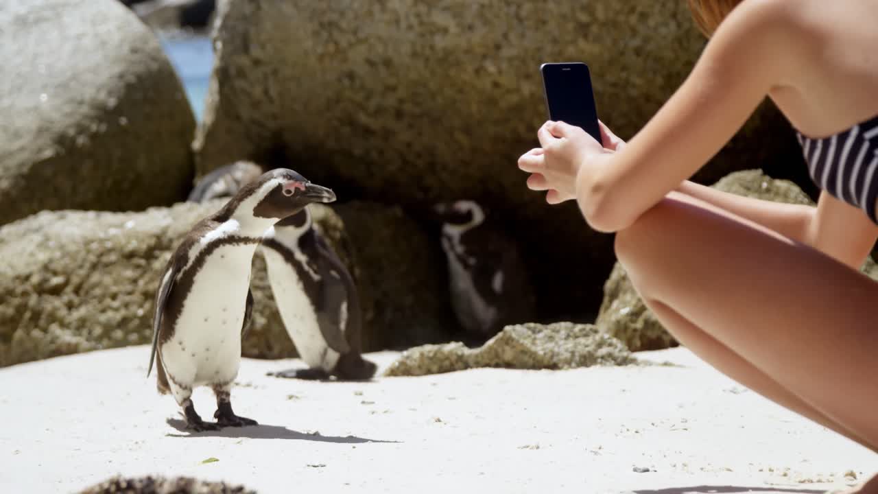 chica tomando una foto de un joven pájaro pingüino con un teléfono móvil 4k