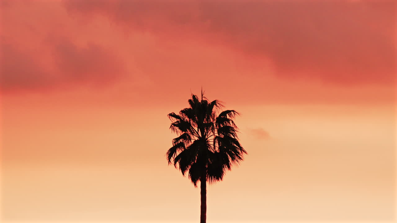 Single palm tree silhouette stands against a dramatic orange sunset sky