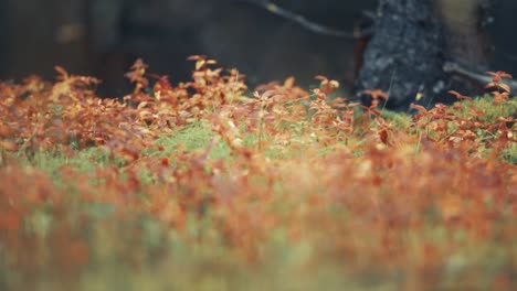 The-colorful-undergrowth-on-the-ground-in-the-autumn-forest