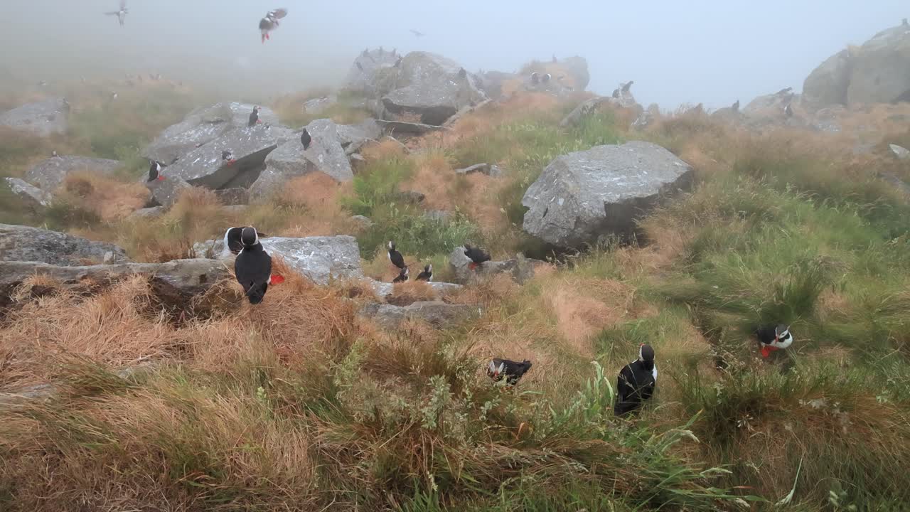 papagayo atlántico (fratercula arctica), en la roca de la isla de runde (noruega).