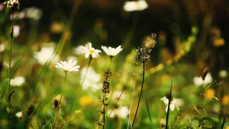 Viento-A-Través-De-La-Hierba-Y-Las-Flores-En-Un-Día-De-Primavera