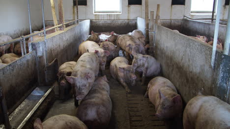 pig farm with many pigs