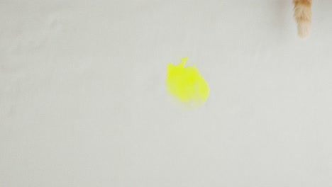 cat urine stain on light fabric