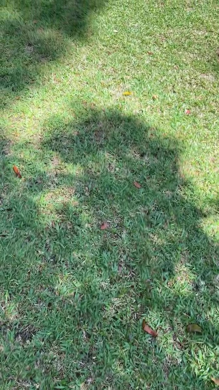 Luce solare e ombre degli alberi che si muovono sull'erba verde