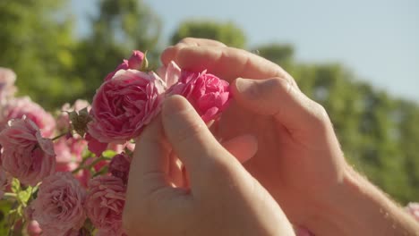 hands gently handling pink roses in a sunny garden