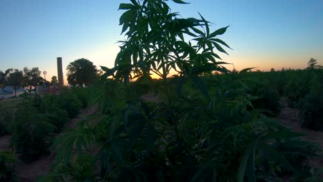 la planta de cáñamo baila con la brisa cerca de otras plantas durante la puesta de sol