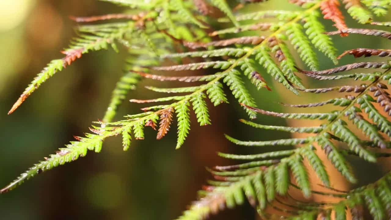 Scatto macro dettagliato di foglie di felce verde lussureggiante con morbido sfondo bokeh in una foresta.