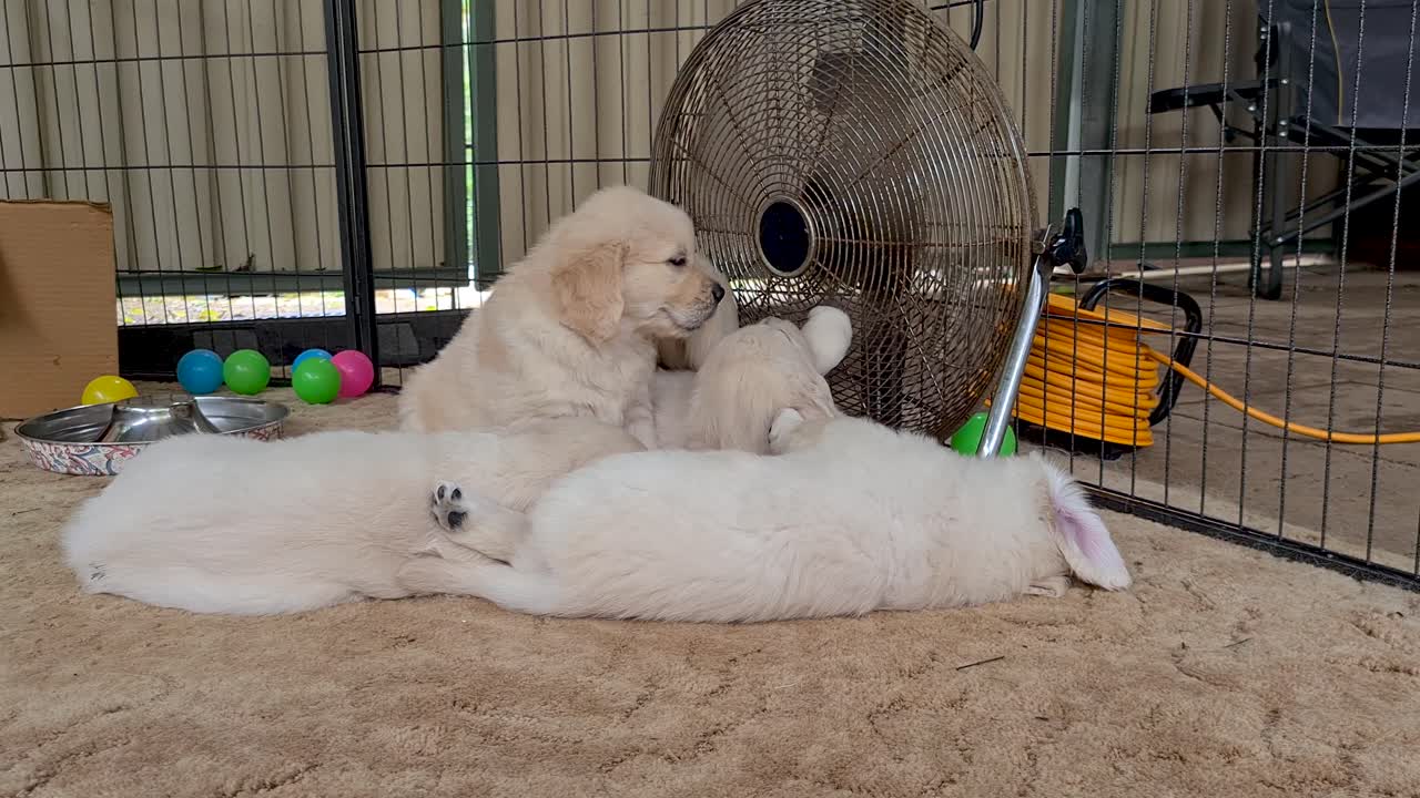 골든 리트리버 강아지가 쓰레기를 바닥 팬 근처로 깨우고 있습니다.