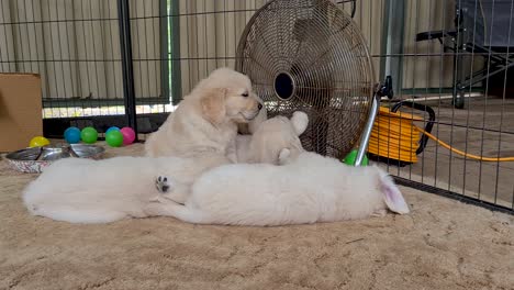 cachorro de golden retriever despertando camada cerca del ventilador del piso