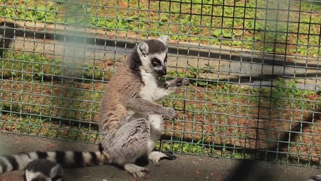 A-ring-tailed-lemur-at-Batumi-Zoo,-illustrates-the-concept-of-wildlife-conservation-and-exotic-animals