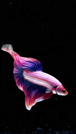 vibrant betta fish with flowing fins against a dark background