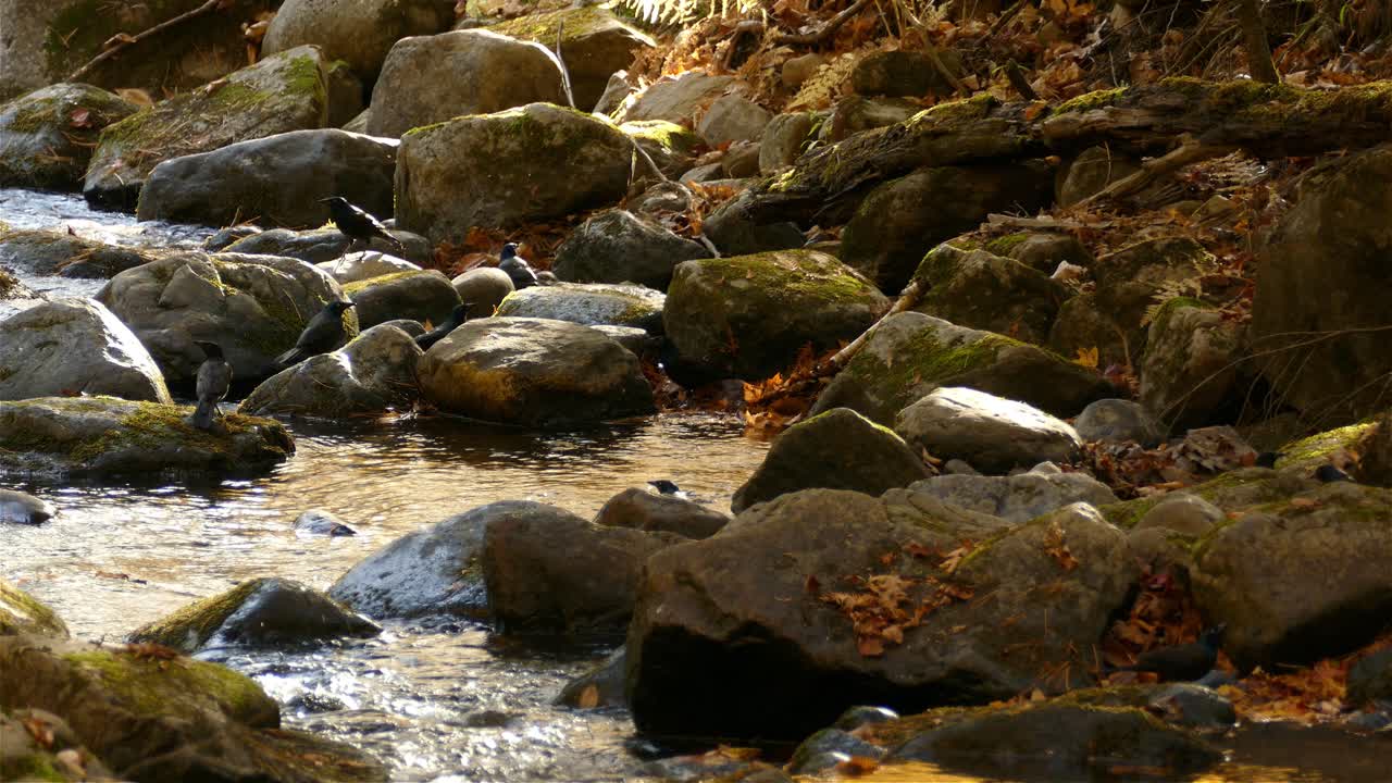toma de un grupo activo de pájaros retozando en las aguas poco profundas de un lecho rocoso, las áreas circundantes se llenan de los hermosos colores del otoño a medida que cambia la estación