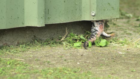 blue tongue lizard back legs and tail falling out of shed