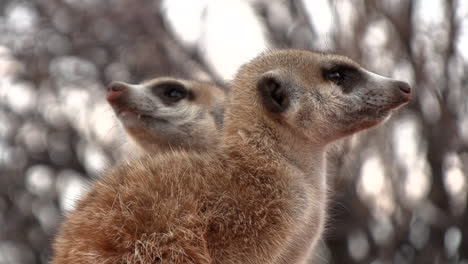 close up of meerkats looking around their environment in africa