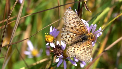 una farfalla mormone fritillary raccoglie il nettare su un fiore nel parco nazionale di yellowstone