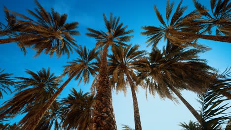 Palm-trees-at-sunset-light-and-sky