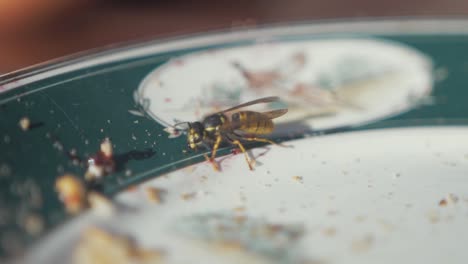 Wasp-feeding-on-sweet-blackcurrant-jam-on-plate