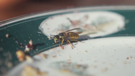 wasp feeding on sweet blackcurrant jam on plate