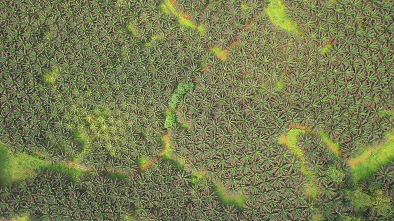 From above Agripalma,the major economic player on the island,of São Tomé.Is also the only large-scale plantation on the island.Africa